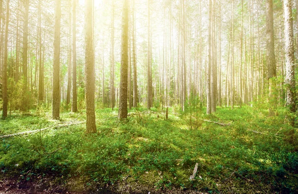 Wild trees in forest — Stock Photo, Image