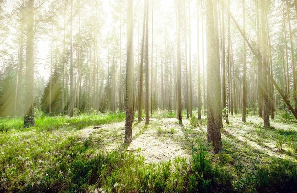 Wild forest sunrise — Stock Photo, Image