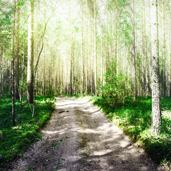Pozadomowy krajobraz las — Zdjęcie stockowe