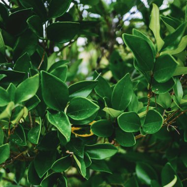 Tropik bitki yaprakları