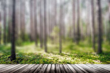 Açık vahşi orman yaz panorama