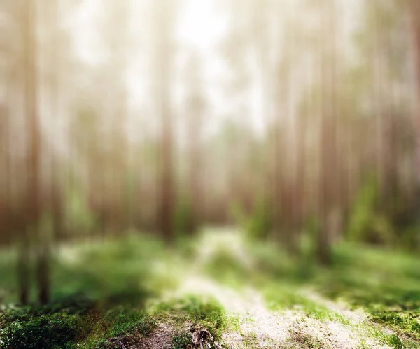 Droga w lesie letnim — Zdjęcie stockowe