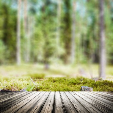 Açık vahşi orman yaz panorama