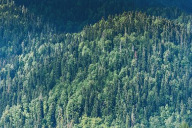 orman yeşil ağaçları