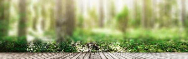 Beautiful wild forest — Stock Photo, Image