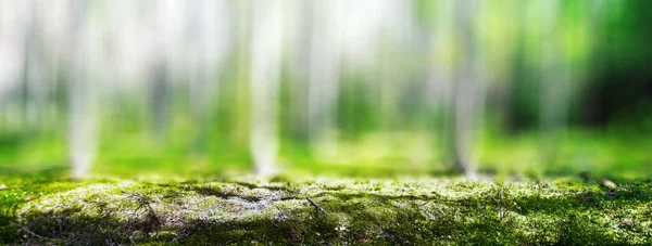 Yaz orman orman — Stok fotoğraf