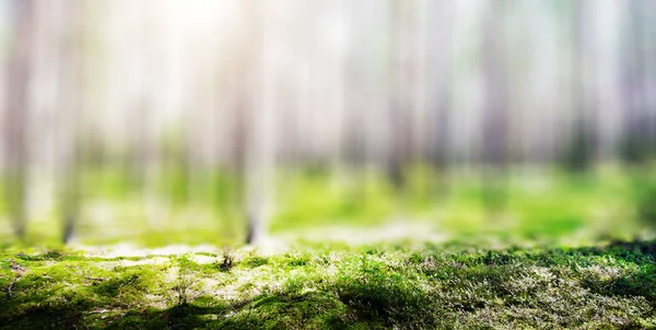 Orman. Vahşi bitkiler ve ağaçlar — Stok fotoğraf