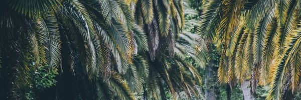 Planta de palma ecologia foliar — Fotografia de Stock