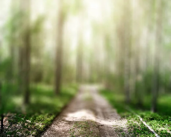 Road in summer forest Stock Picture