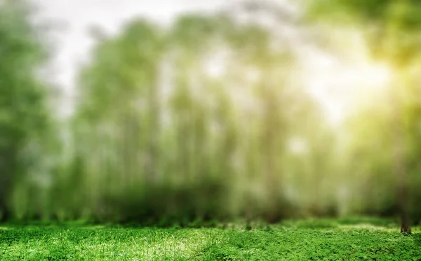 Summer park panorama — Stock Photo, Image