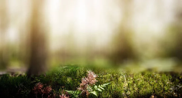 Wilde bomen in het bos — Stockfoto