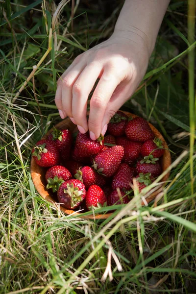 Mudas frescas maduras em uma grama de verão . — Fotografia de Stock