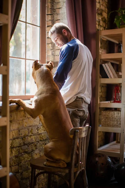 Joven macho y staffordshire terrier de pie junto a la ventana enfermo, mirándose el uno al otro . — Foto de Stock