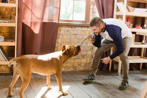 Knappe man spelen met staffordshire Terriër. — Stockfoto