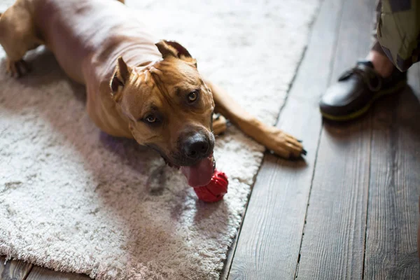 Amerikaanse Staffordshireterriër ligt op de vloer. — Stockfoto