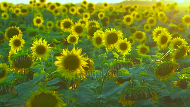 Feld der blühenden Sonnenblumen — Stockvideo