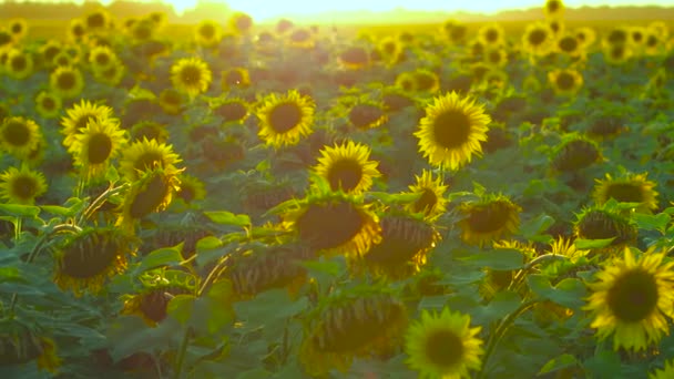 Жёлтое чудо лета — стоковое видео