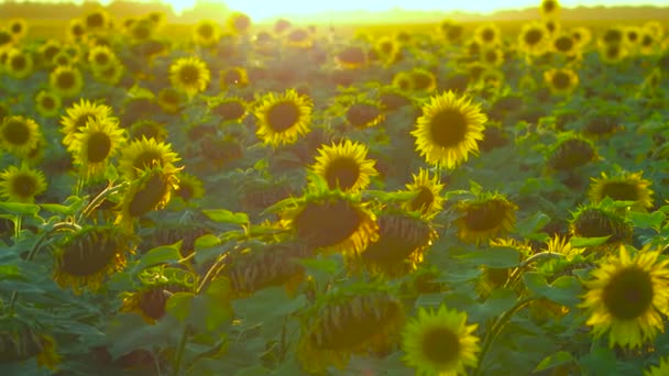 Jaune miracle été — Video