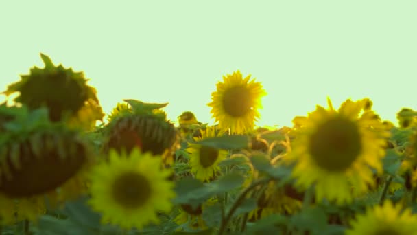Milagro amarillo del verano — Vídeos de Stock