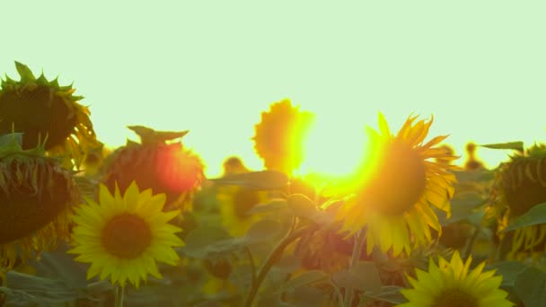 Bright beautiful sunflowers. — Stock Video
