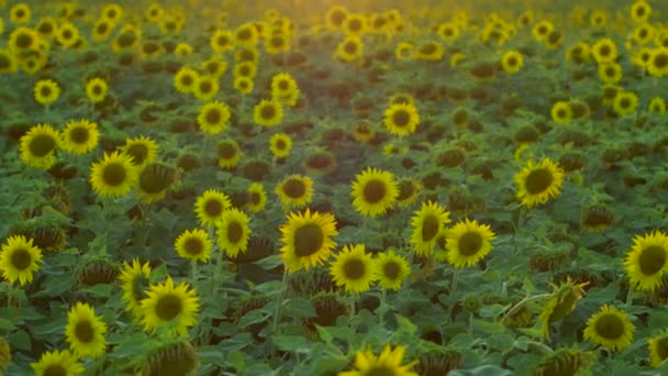 Flores de color amarillo brillante — Vídeo de stock