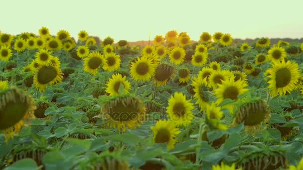 Jasně žluté květy — Stock video