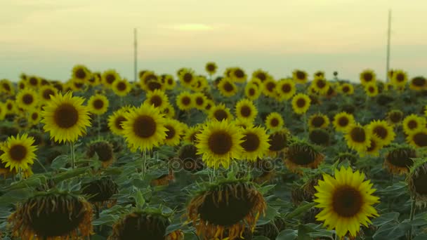 Jasne żółte kwiaty — Wideo stockowe