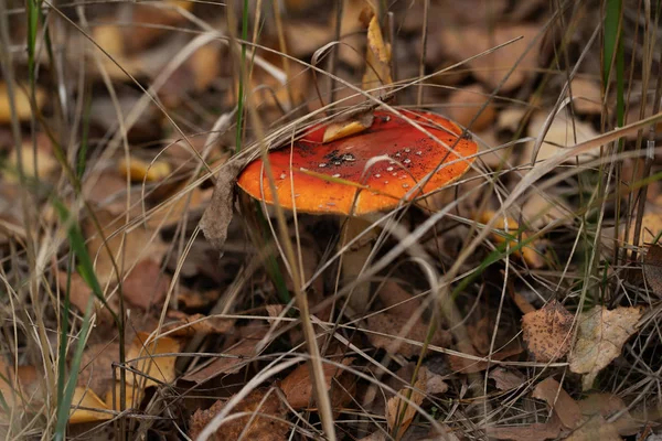 Red Mushroom Fly Agaric Hiding Among Autumn Foliage — Stock Photo, Image