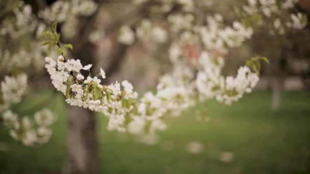 Bunt blühende Bäume im Frühlingsgarten — Stockvideo