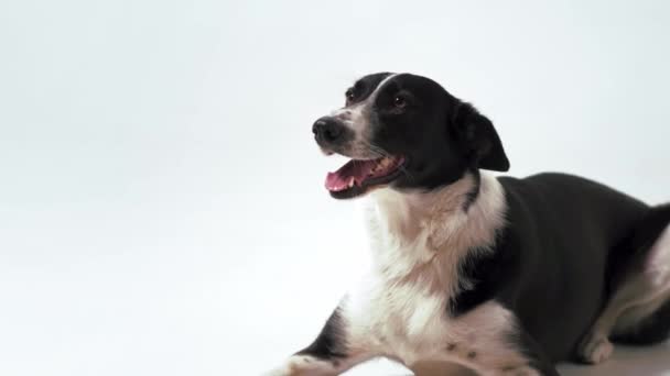 Zweifarbiger Hund posiert im Studio isoliert auf Weiß. — Stockvideo