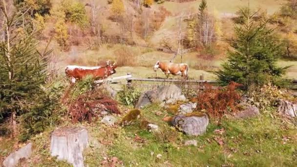 Betesmark för två kor bland bergen — Stockvideo