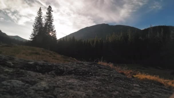 Filmación del bosque de pinos en carpatian con cambio de exposición . — Vídeos de Stock