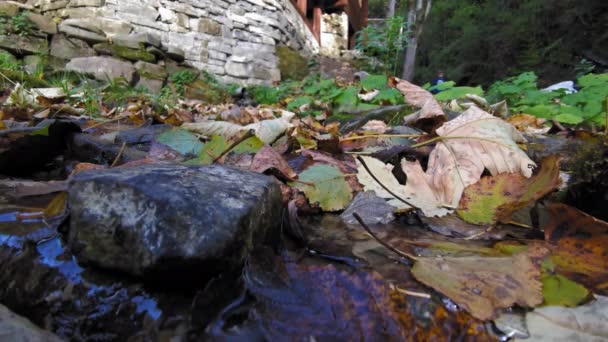 Un ruisseau qui traverse les pierres et les feuilles tombées — Video