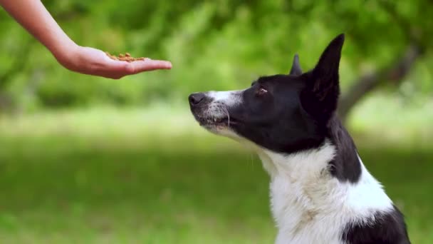 Une adolescente caressera son animal de compagnie avec des ordres . — Video