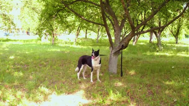 Dog tied up to a tree in park — Stock Video