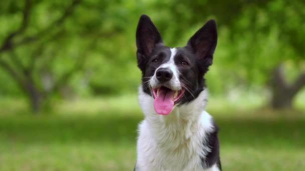 En hund i parken sitter och sticker ut tungan — Stockvideo