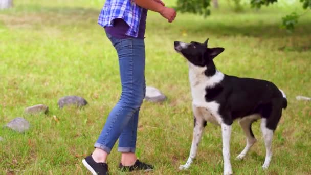 犬は所有者に足を与える — ストック動画