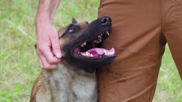 Eine Person streichelt einen Hund — Stockvideo