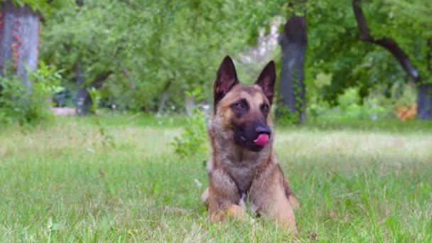 Un perro sentado en la hierba — Vídeos de Stock