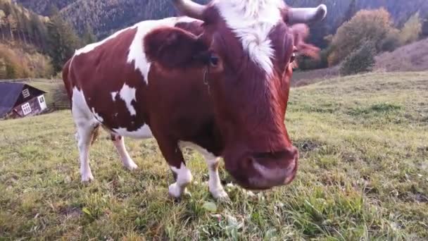 Vaca de cerca en las montañas — Vídeos de Stock