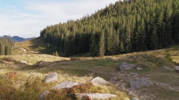 Un grande campo verde con alberi sullo sfondo — Video Stock