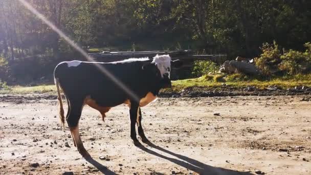 A cows is standing on the ground road. — Stock Video