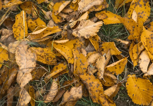 Жовта осінь полишає на зеленій траві — стокове фото