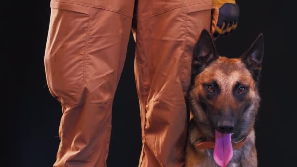 Um close-up em um cão pastor alemão aos pés de um homem vestido com calças de cor cáqui e seu animal de estimação fiel. Conceito de treino de cães. Prores 422 — Vídeo de Stock