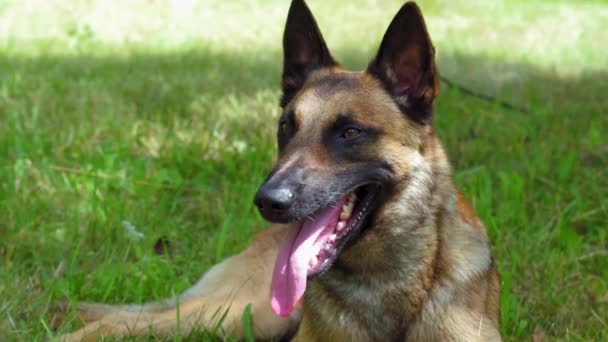 Pastor alemán se encuentra en un claro, hierba cerca de la casa o patio trasero con la lengua que sobresale. Concepto de entrenamiento para perros. Prores 422 — Vídeos de Stock