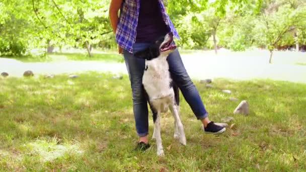 Egy kutya felemeli a mancsát, és megismétli egy tinédzser lány háziasszonyának tetteit, aki a háziállatát edzi. Kutyatanítás. Gyümölcsfélék — Stock videók