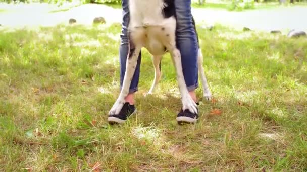 Patas de cachorro nos pés da amante de uma adolescente que treina seu animal de estimação. O cão facilmente segue as ordens da anfitriã. Conceito de treino de cães. Prores 422 — Vídeo de Stock