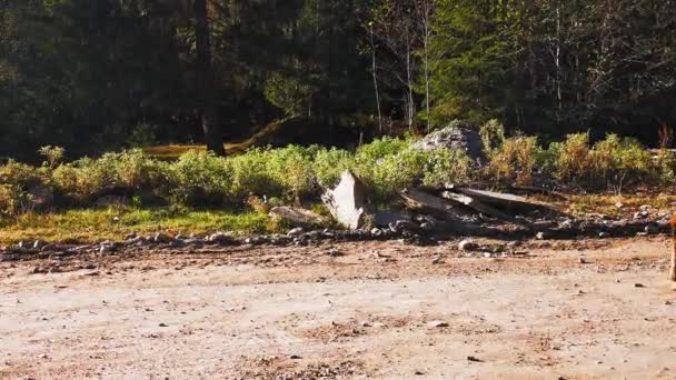 Una mucca nera sta camminando lungo il terreno su una strada della cattedrale. Una mucca cammina pascolando sulle montagne dei Carpazi. Turismo sulle montagne dei Carpazi, Ucraina. Prore 422 — Video Stock