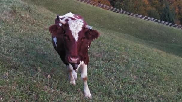 Krowa, która wypasa się w górach piękny widok na Karpaty. Prores 422 — Wideo stockowe