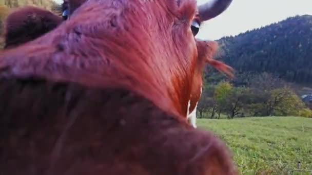 Біло-коричнева корова з закритим носом обнюхує камеру в руках оператора. Карпатські гори, Україна. Проходить 422 — стокове відео
